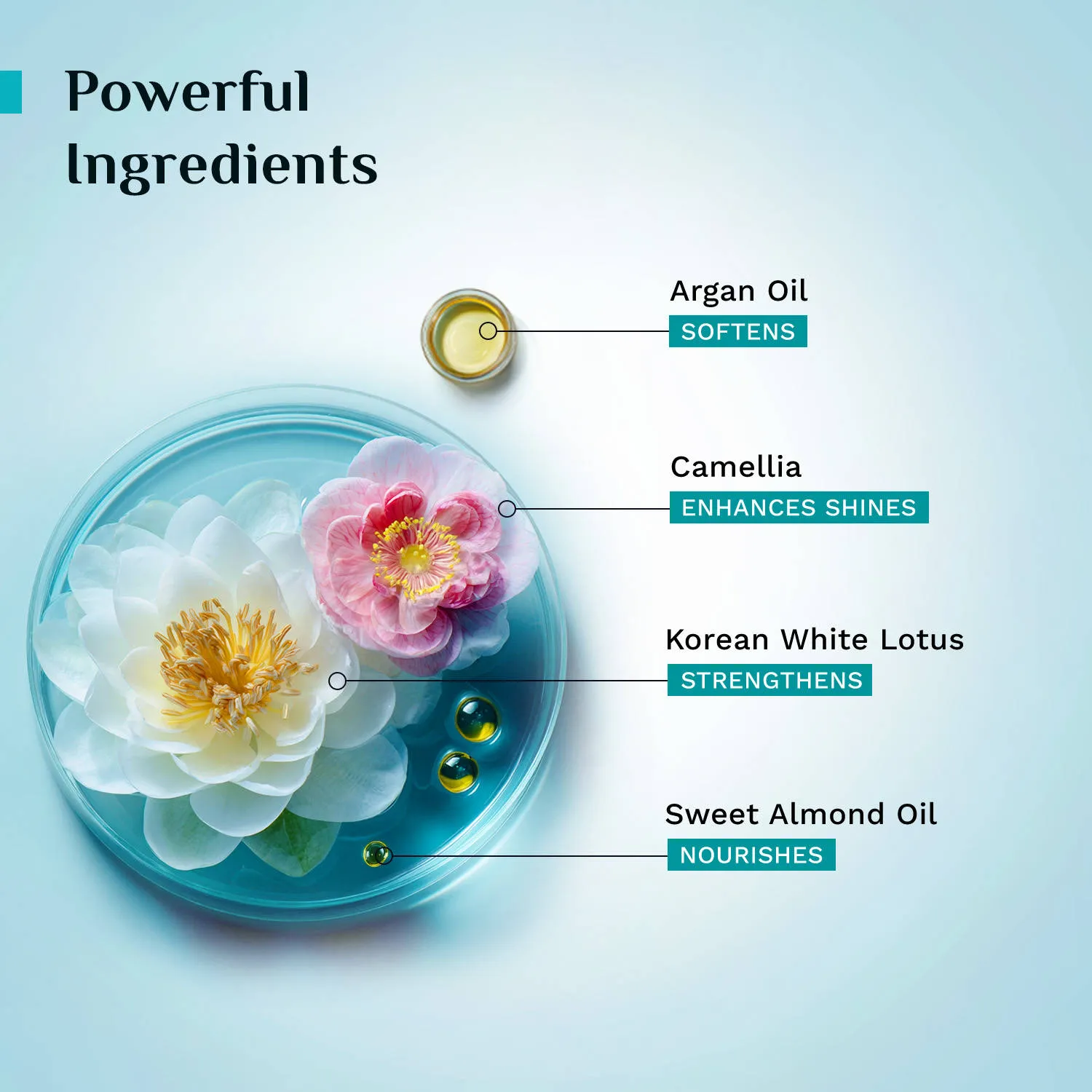 Pilgrim Argan Oil Sulphate Free Shampoo With Korean White Lotus For Shiny & Nourished Hair